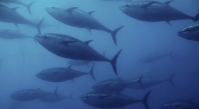 GT2- 11 octobre 2019