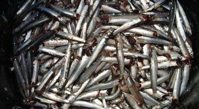 GT 1: sur l'impact de la législation CE sur la pêche dans la Méditerranée - Rejets/Obligation de débarquement
